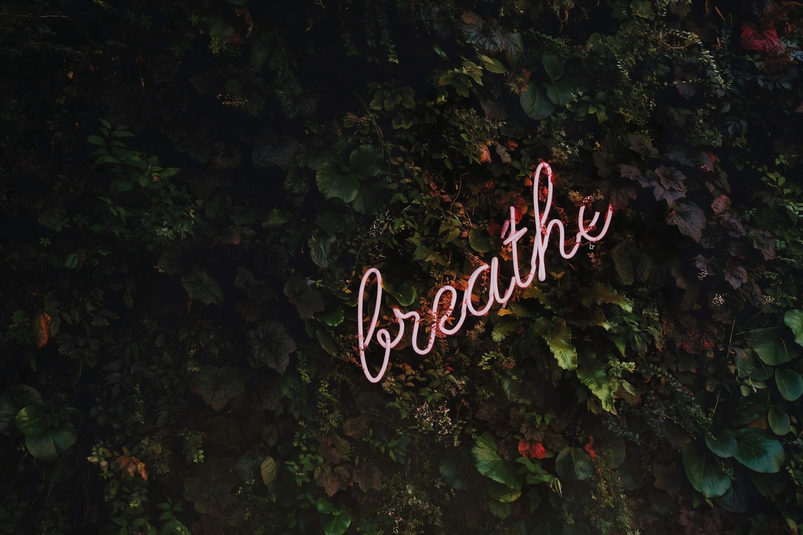 Pink, neon sign that says “breathe” against a leafy background. 